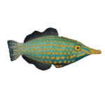 فایل‌فیش هارلی کوئین (Harlequin Filefish)