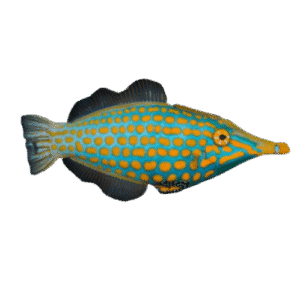 فایل‌فیش هارلی کوئین (Harlequin Filefish)