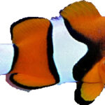 دلقک پرکولا صیدی(Percula Clown Anemonefish)
