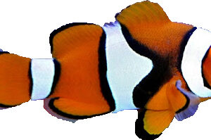 دلقک پرکولا صیدی(Percula Clown Anemonefish)