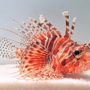 خروس مومباسا(Mombasa Lionfish)