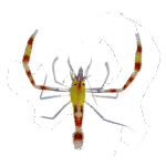 میگو باکسر قرمز زرد (Stenopus zanzibaricus)