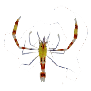 میگو باکسر قرمز زرد (Stenopus zanzibaricus)