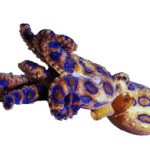 اختاپوس بلورینگ(Blue Ringed Octopuses)