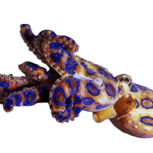 اختاپوس بلورینگ(Blue Ringed Octopuses)