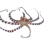 اختاپوس زبرا(wonderpus octopus)