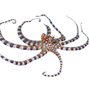 اختاپوس زبرا(wonderpus octopus)