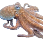 اختاپوس قهوه ای(Brown Octopus)