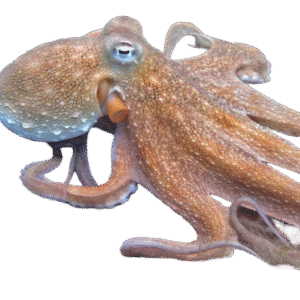اختاپوس قهوه ای(Brown Octopus)
