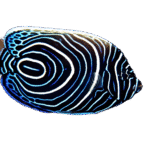 فرشته امپراطور(Emperor Angelfish)