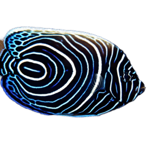 فرشته امپراطور(Emperor Angelfish)