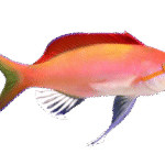 آنتیاس دیسپار(Madder Dispar Anthias)