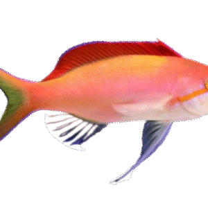 آنتیاس دیسپار(Madder Dispar Anthias)