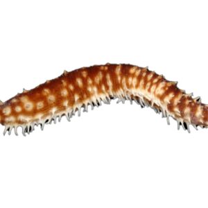 خیار دریایی ببری (Tiger Sea Cucumber)