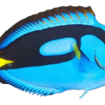 جراح بلوتانگ(Blue Tang)