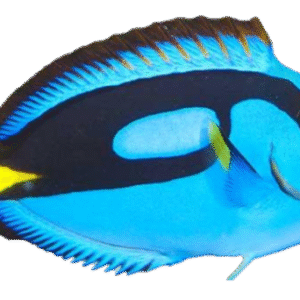 جراح بلوتانگ(Blue Tang)