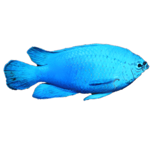 دامسل بلودویل ماده(Female Blue Devil Damselfish)