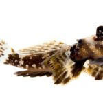 اسکوتر بلنی(Scooter Blenny)