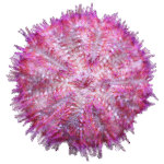 توتیا قرمز (Red Sea Urchin)