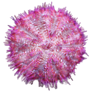 توتیا قرمز (Red Sea Urchin)