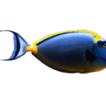 جراح ناسو بلوند(Blonde Naso Tang)