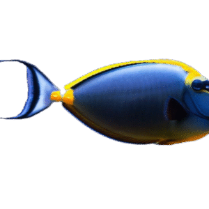 جراح ناسو بلوند(Blonde Naso Tang)