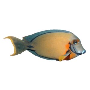 جراح میمیک اسپشیال(special mimic tang)