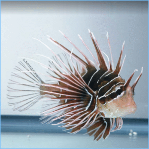 خروس رادیاتا(Radiata Lionfish)