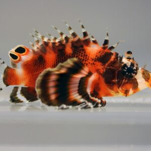 خروس فومانچو(Fu Manchu Lionfish)