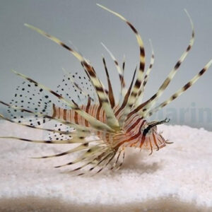 خروس ول تاین(Volitan Lionfish)