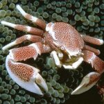 خرچنگ شقایق (Anemone Crab)