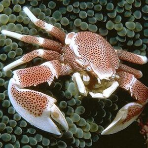 خرچنگ شقایق (Anemone Crab)