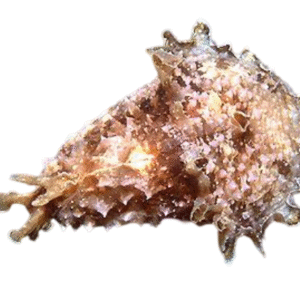 خرگوش سیهر (Sea Hare)