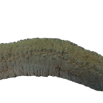 خیار دریایی سبز (Green Sea Cucumber)