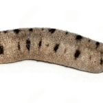 خیار دریایی شنی (Sand Sifting Sea Cucumber)