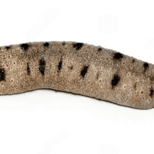 خیار دریایی شنی (Sand Sifting Sea Cucumber)