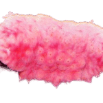 خیار دریایی صورتی (Pink Sea Cucumber)
