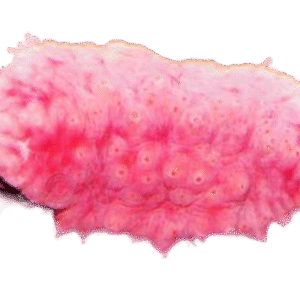 خیار دریایی صورتی (Pink Sea Cucumber)