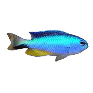 دامسل الکتریک(Electric Blue Damselfish)