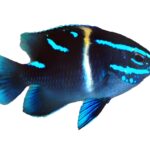 دامسل اکسیدان(Blue Velvet Damselfish)