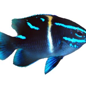 دامسل اکسیدان(Blue Velvet Damselfish)