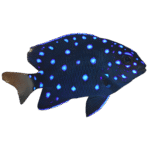 دامسل جواهر(Jewel Damselfish)