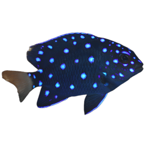 دامسل جواهر(Jewel Damselfish)