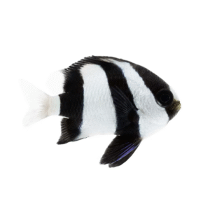 دامسل زندانی(Three/Four Stripe Damselfish)