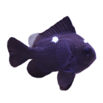 دامسل سه خط(Three Spot Domino Damselfish)
