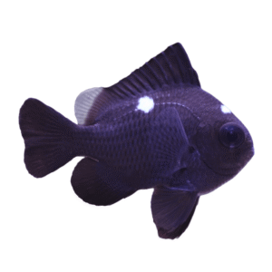 دامسل سه خط(Three Spot Domino Damselfish)