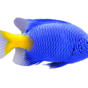 دامسل دم زرد(Yellowtail Damselfish)