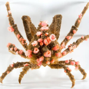 خرچنگ دکوراتیو (Decorator Crab)