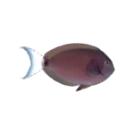 جراح دم سفید(Thompson's Surgeonfish)