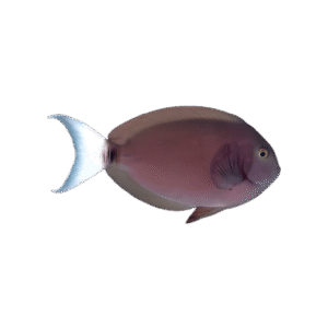 جراح دم سفید(Thompson's Surgeonfish)